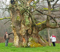 2013-07-arbre de de l annee StCivran-terre sauvage-tn