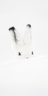 Solitudes I 20 lièvre arctique